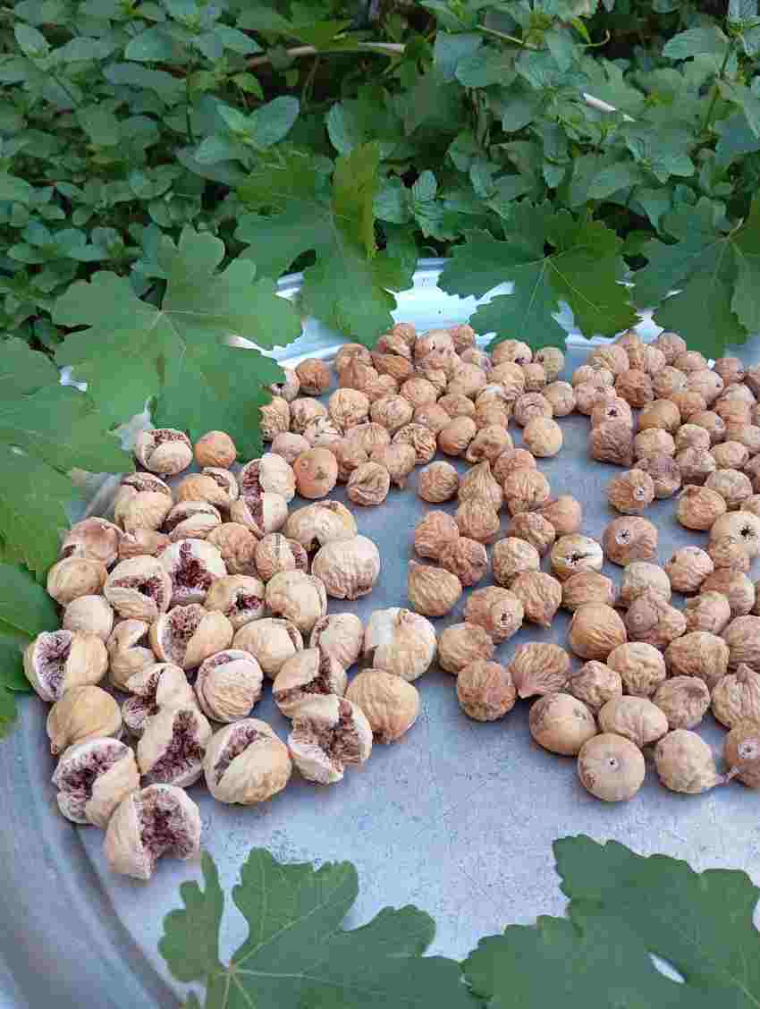 تصویر 4 از فروش انجیر خشک عمده در استهبان