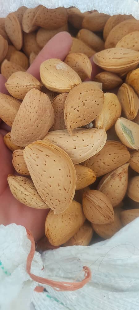 تصویر 5 از بادام سنگی ممتاز و فروش صادراتی