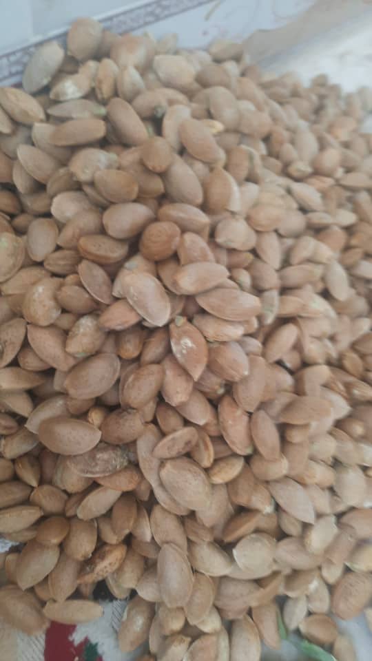 تصویر 1 از بادام با پوست + قیمت عمده عالی