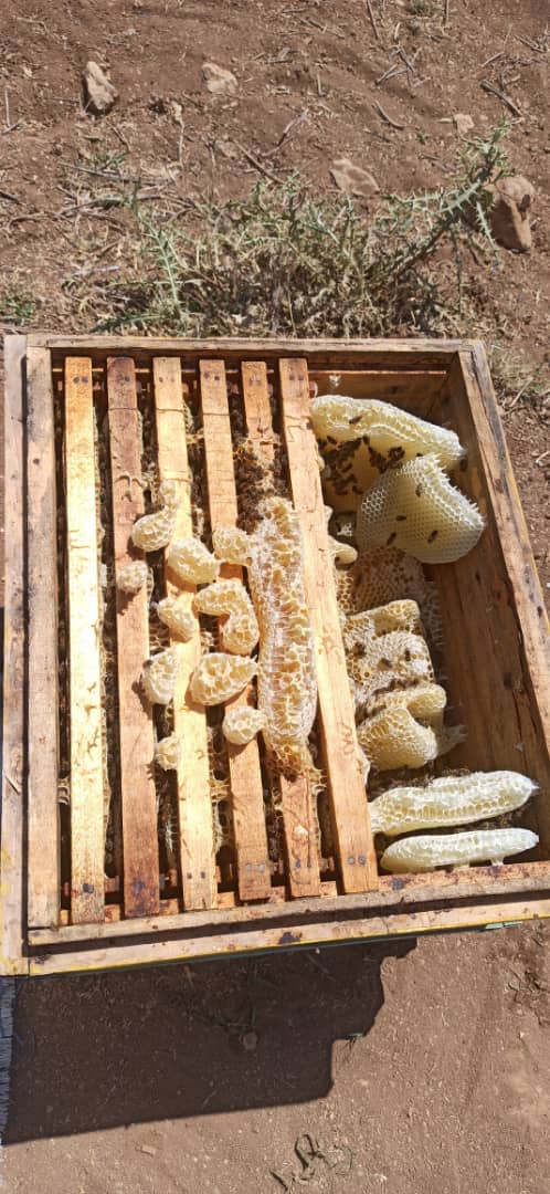 تصویر 3 از عسل مرغوب درجه یک گشنیز اصل لرستان