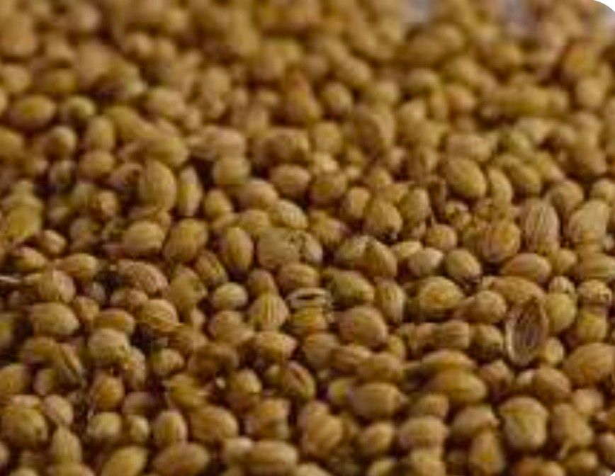 فروش بذر گشنیز آناهیتا نماد کیفیت و طعم ماندگار