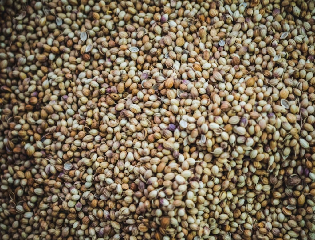 تصویر 1 از خرید بذر گشنیز + عمده