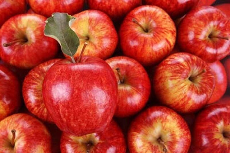 تصویر 1 از خرید و قیمت سیب جنگلی قرمز گیلان با کیفیت برتر + مناسب صادرات