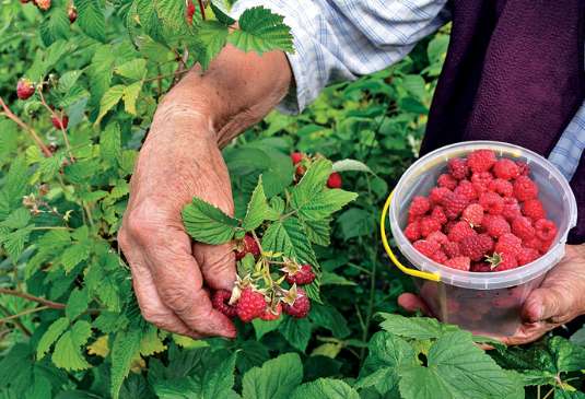 تصویر 2 از فروش اینترنتی نهال رزبری قرمز + نهال رزبری زرد