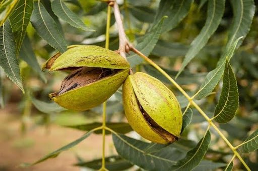 تصویر 2 از خرید نهال گردو پکان آمریکایی + نهال گردو پکان پیوندی