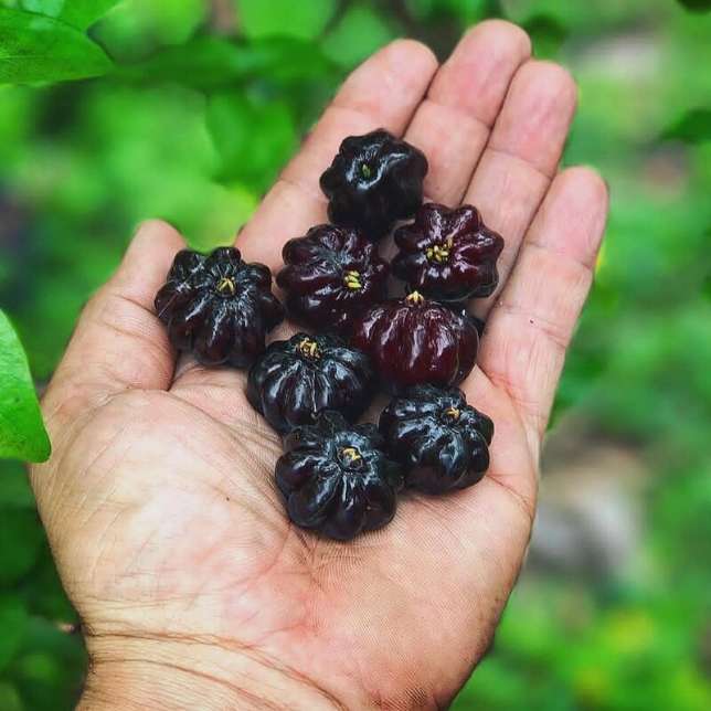 تصویر 2 از فروش نهال گیلاس سورینام