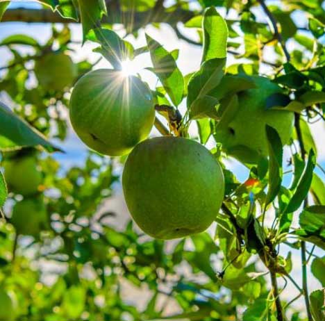 تصویر 4 از قیمت خرید سیب سبز گرن اسمیت