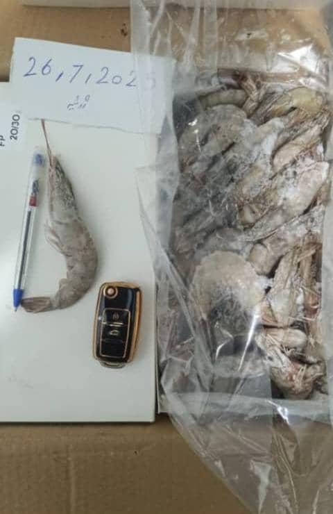 تصویر 1 از میگو پرورشی سایز ۲۰ × ۳۰