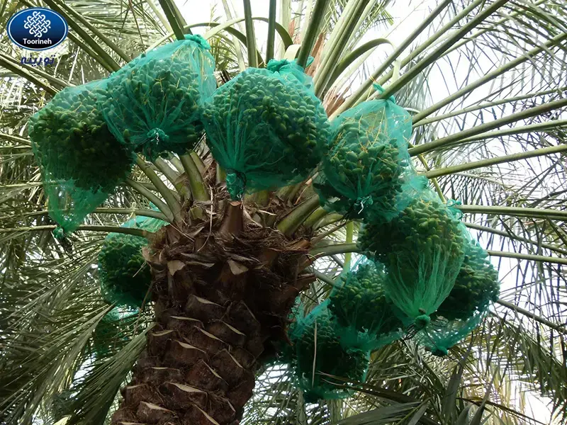 فروش عمده کیسه محافظ خرما شیراز