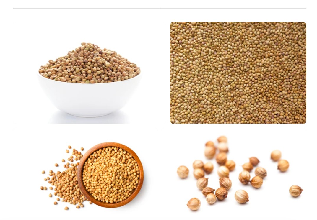 تصویر 1 از خرید بذر گشنیز آناهیتا + اثر گذاری اقتصادی چند گانه