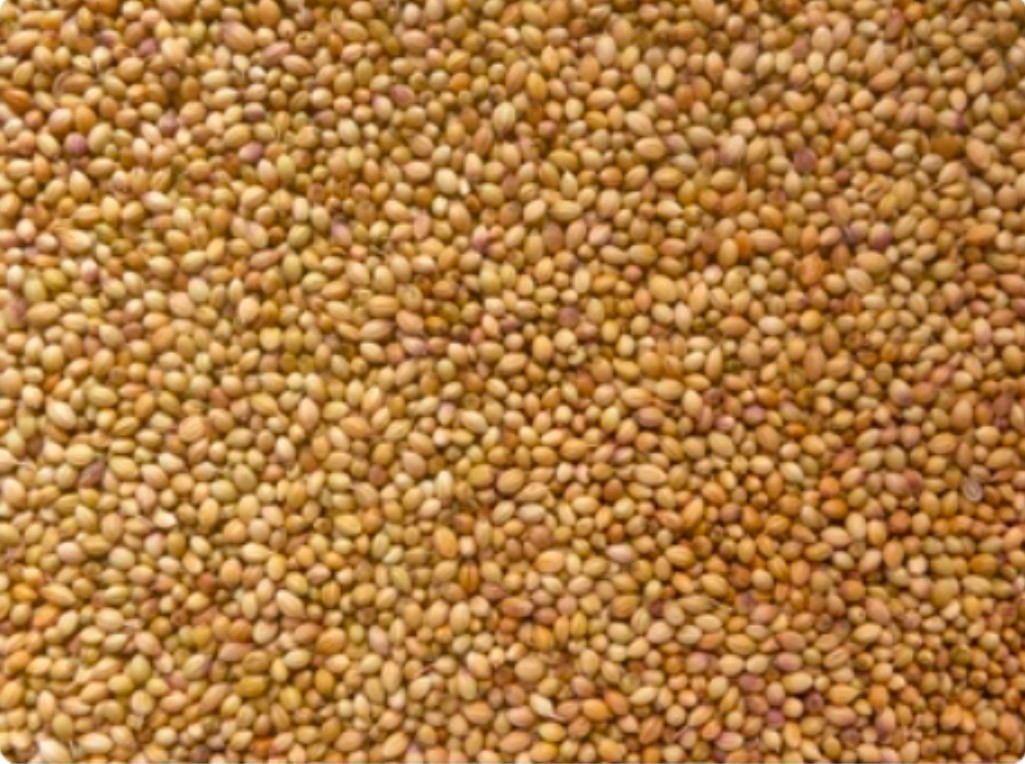 تصویر 2 از انتخاب خرید آناهیتا گشنیز عاری از مواد مضر شیمیایی