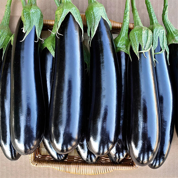 تصویر 1 از قیمت بادمجان قلمی سیاه + خرید باور نکردنی