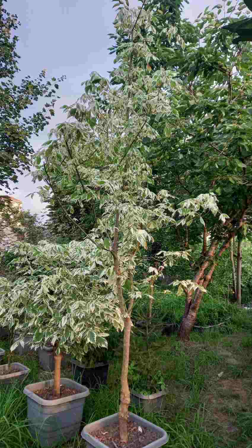 تصویر 1 از قیمت فروش استثنایی گل آپارتمانی افرا سفید پیوندی