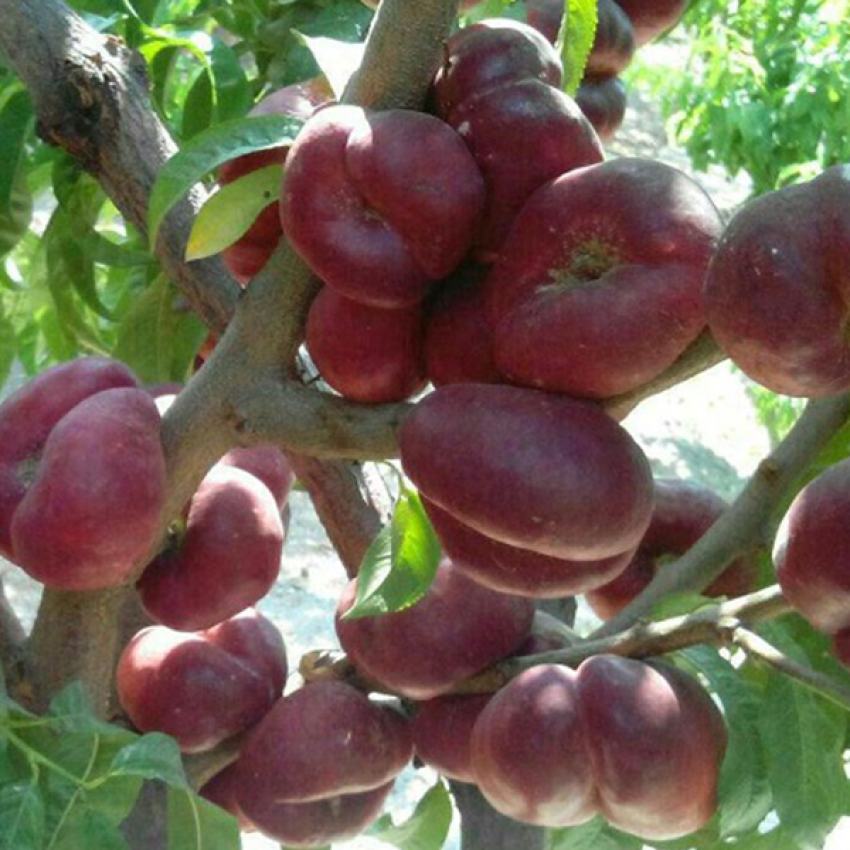 تصویر 2 از قیمت ارزان نهال شلیل انجیری + فروش عمده
