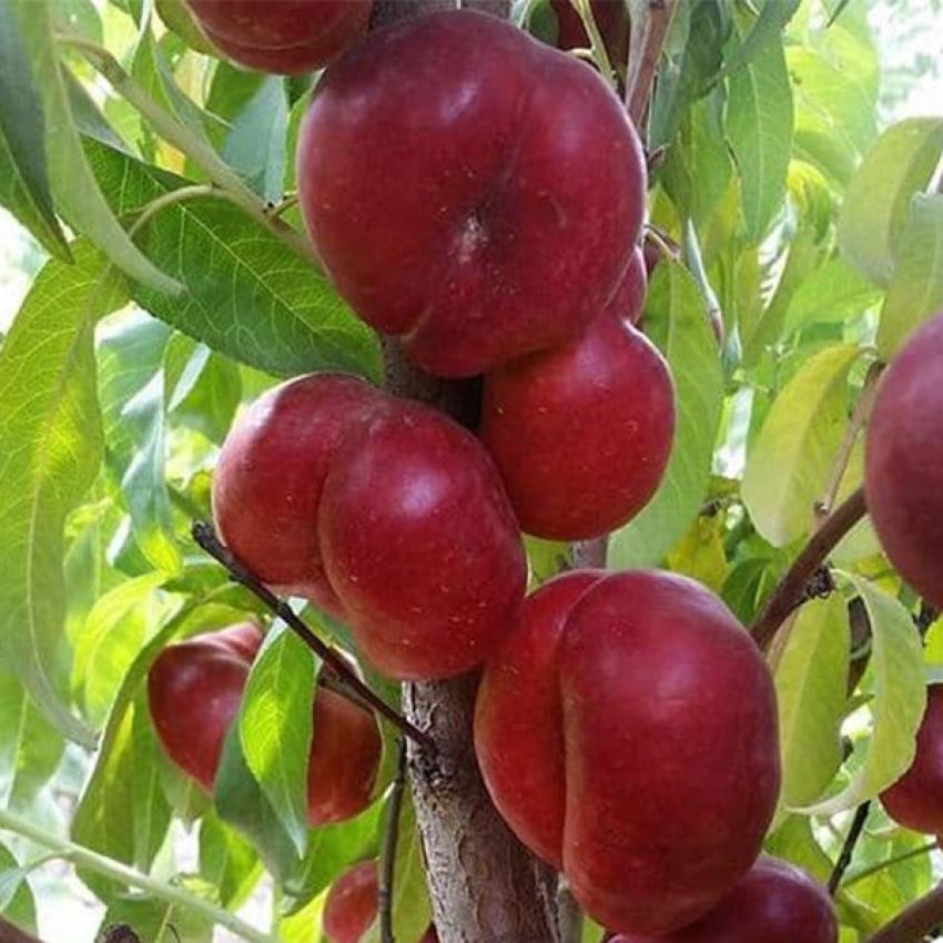 تصویر 1 از قیمت ارزان نهال شلیل انجیری + فروش عمده