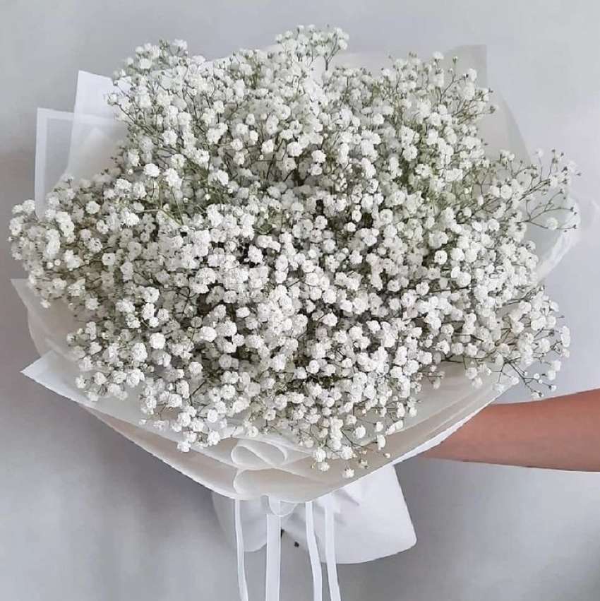تصویر 2 از فروش باور نکردنی گل شاخه بریده ژیپسوفیلا اصفهان