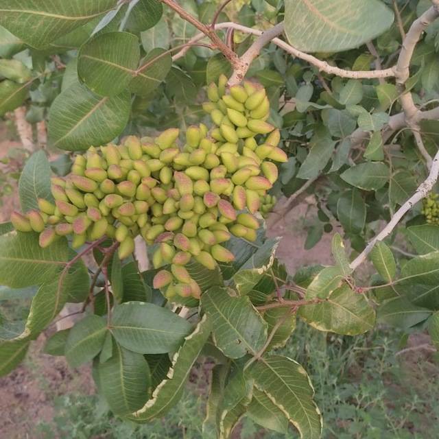 تصویر 3 از قیمت پسته بادامی سفید + خرید باور نکردنی