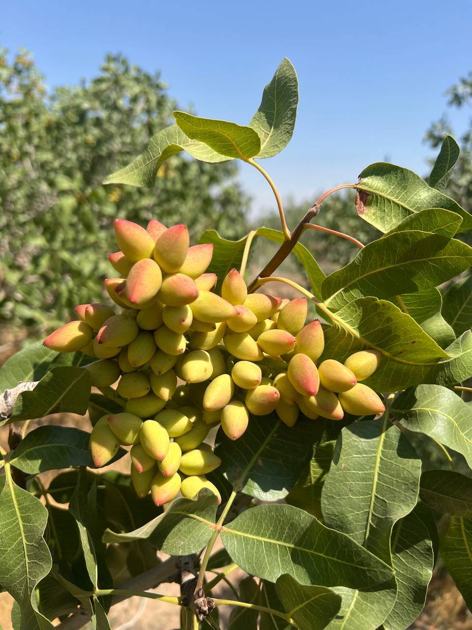 تصویر 3 از قیمت خرید پسته احمد آقایی دامغان + فروش ویژه