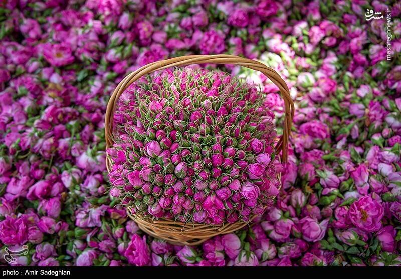 گل محمدی