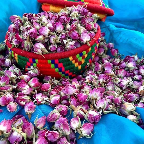 خرید عمده غنچه گل محمدی + فروش عمده