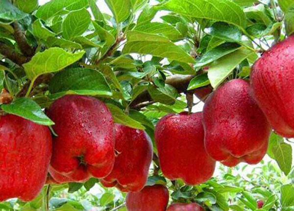 تصویر 5 از فروش سیب صادراتی رد چیف فارس + فروش عمده