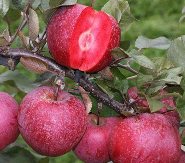 تصویر 3 از فروش سیب صادرات ردلاو تهران با کیفیت برتر + فروش عمده