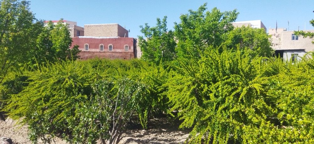 تصویر 2 از خرید مستقیم کود آلی جامد + تولید کننده