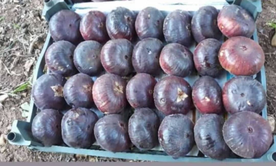 قیمت عمده انجیر تازه سیاه + فروش فوق العاده