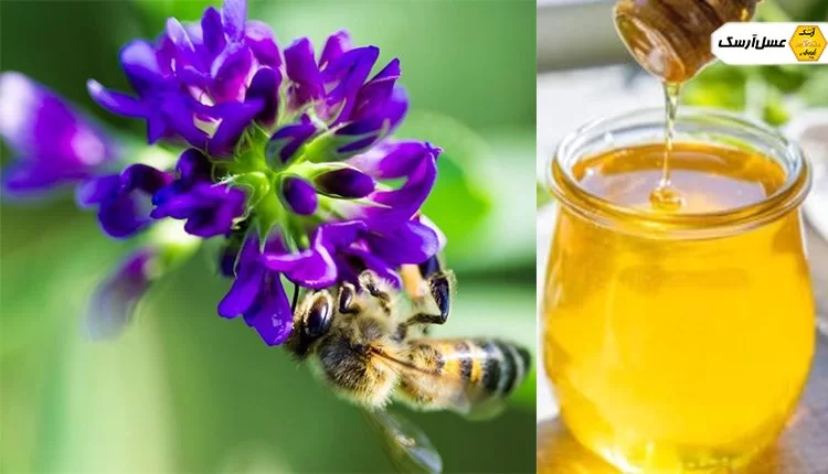 قیمت عسل یونجه پت 220 گرمی + فروش عمده