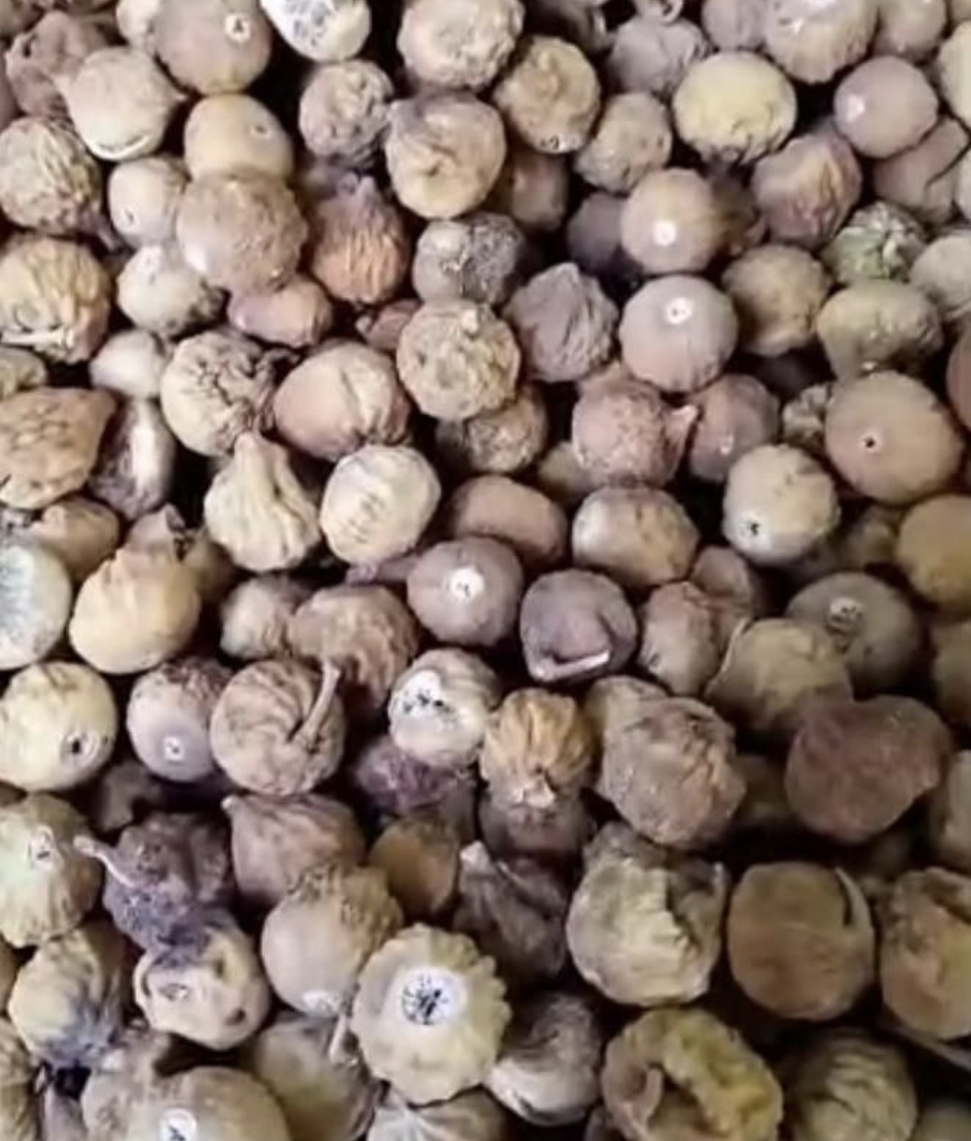 تصویر 4 از فروش انجیر خشک درجه یک استهبان خرداد ۱۴۰۴ + قیمت خرید