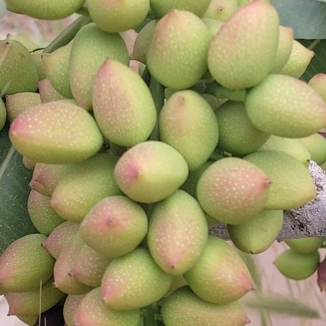 تصویر 1 از قیمت پسته کله قوچی سیرجان + خرید باور نکردنی
