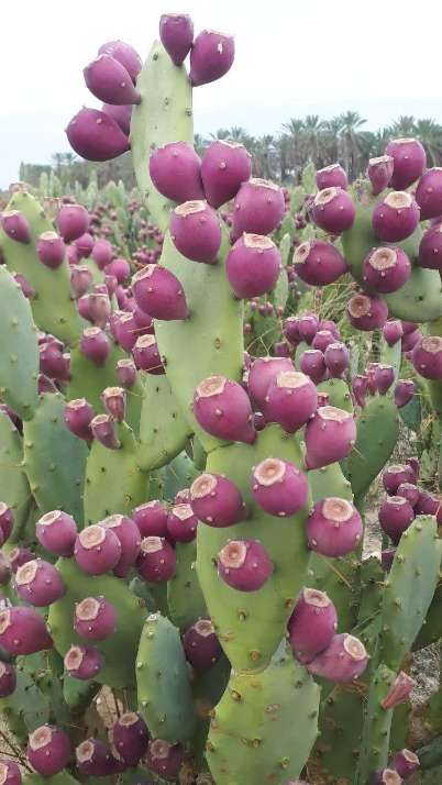 تصویر 2 از فروش عمده نهال کاکتوس میوه دار + طرح توجیهی احداث مزرعه کاکتوس