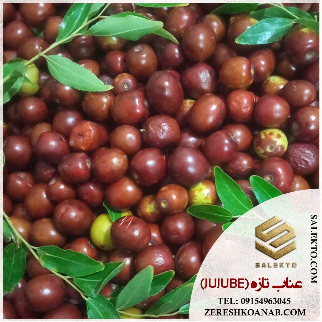 تصویر 1 از عناب تازه خراسان جنوبی با طعم تازه و عطر طبیعی + خرید ارزان و قیمت ویژه