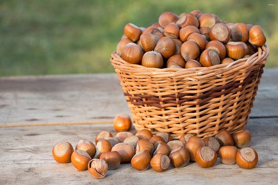 تصویر 1 از خرید فندق اشکورات + اقتصادی