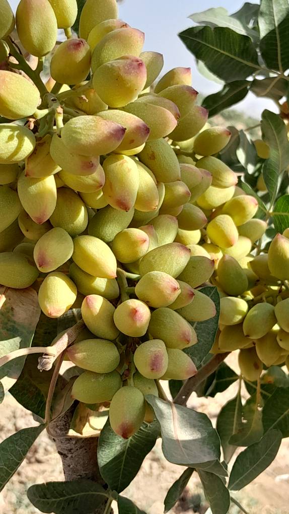 تصویر 4 از خرید مستقیم پسته کله‌ قوچی تازه + کیفیت ممتاز