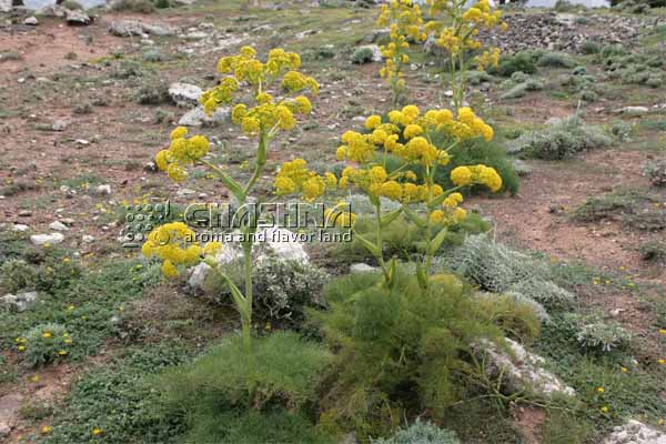 تصویر 1 از خرید صمغ باریجه ارگانیک خالص؛ صادراتی ویژه