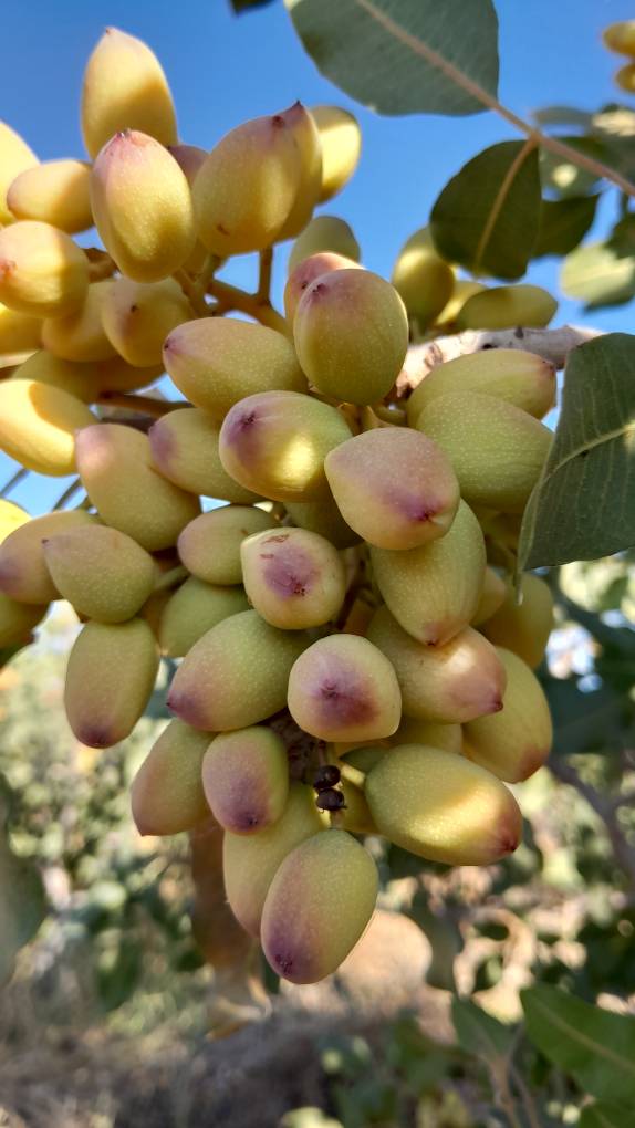 تصویر 3 از قیمت پسته درجه یک کله قوچی + خرید باور نکردنی