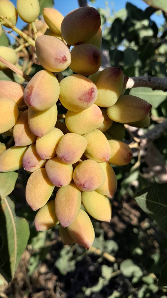 تصویر 2 از قیمت پسته درجه یک کله قوچی + خرید باور نکردنی