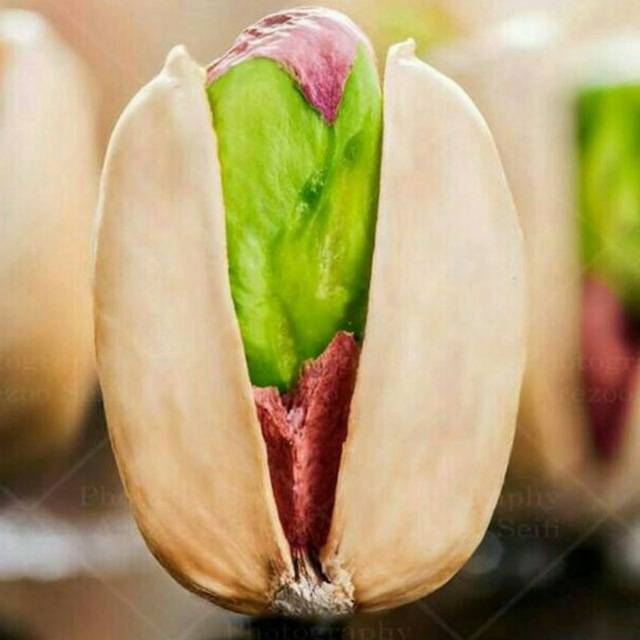 فروش پسته کله قوچی تازه + قیمت خرید به صرفه