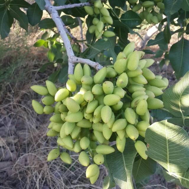 تصویر 3 از خرید پسته عمده اکبری + قیمت خرید به صرفه