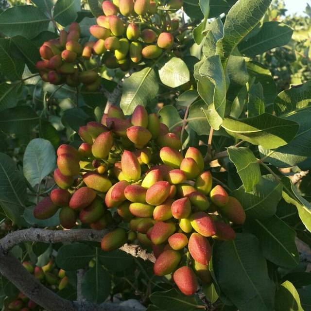 تصویر 2 از خرید پسته عمده اکبری + قیمت خرید به صرفه