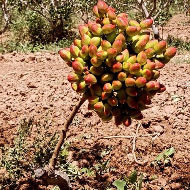 تصویر 4 از فروش پسته اکبری درجه یک + قیمت خرید به صرفه