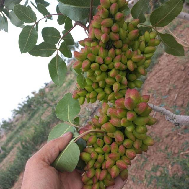 تصویر 3 از فروش پسته اکبری کیفیت عالی + قیمت مناسب