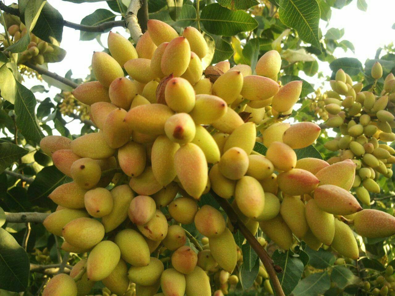 تصویر 3 از خرید پسته اکبری تازه و خندان + مناسب بازار خشکبار