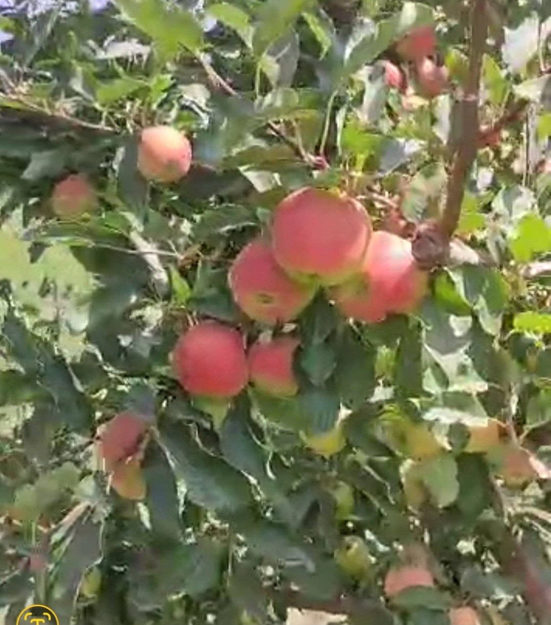 تصویر 1 از خرید سیب گالا اصفهان درجه یک