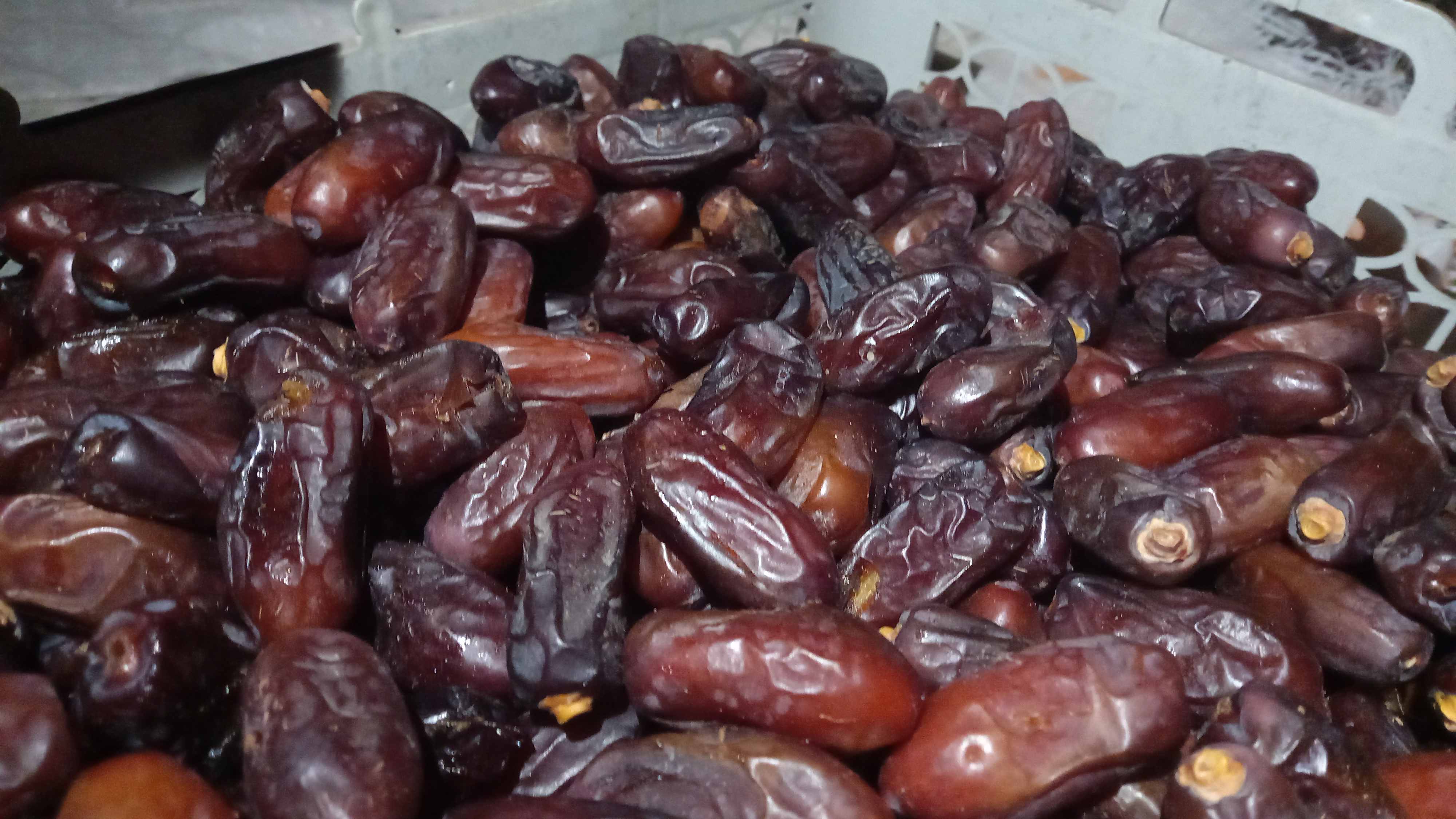 تصویر 1 از خرید و فروش‌ خرما‌ ربی درجه‌ ۱‌ ایرانشهر +‌ فروش‌ عمده