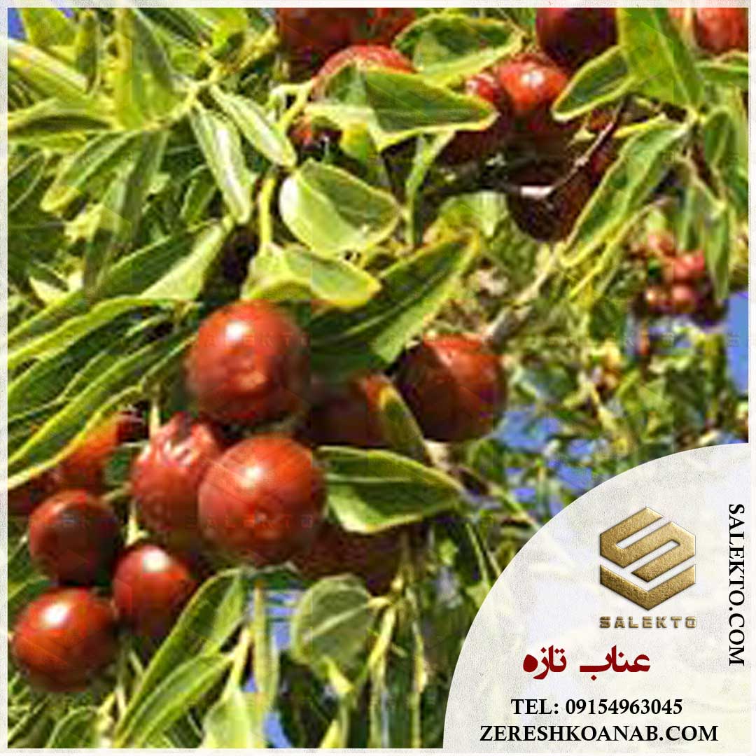 تصویر 3 از عناب تازه قاینات با طعم و کیفیت ممتاز + خرید به‌ صرفه و قیمت رقابتی
