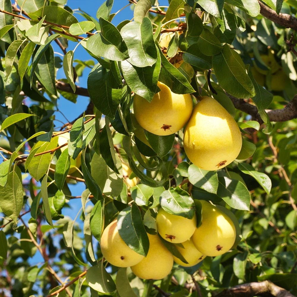 تصویر 1 از فروش عمده نهال به اصفهان