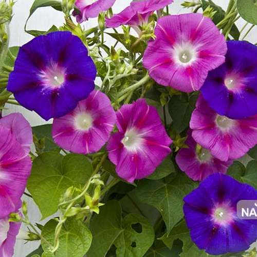 تصویر 1 از فروش عمده بوته گل نیلوفر پیچکی