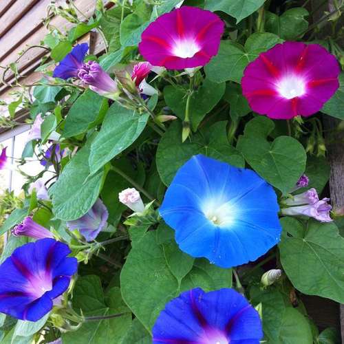 تصویر 2 از فروش عمده بوته گل نیلوفر پیچکی